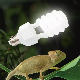  High Quality Reptile Infrared Heat Lamp R25 / R80 100W Infrared Heat Bulb
