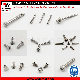 Stainless Steel Machine Screw Self Tapping Screw Self Drilling Screw Socket Screw Wood Screw Set Screws