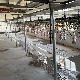 Poultry Slaughtering Line --Cage Conveyor