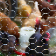  China Chicken Wire Specifications Poultry Wire 1/2 Hex Mesh