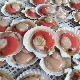 Wholesale Frozen Great Quality Half Shell Scallop