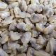 New Season Frozen Boiled Clam (Ruditapes philippinarum)