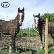  Fixed Knot Field Fence Popular for Cattle or Horse Fencing in Farm