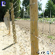 Pengxian Wire Mesh Steel Wire Fencing Suppliers 4 Rail Farm Fence 3 Inch Wire Spacing Size 84 Inch Hinge Joint Wire Fence