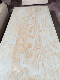 Radiata Pine Plywood 12mm 18mm Sales in Mexico