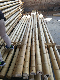 Beautiful Natural Moso Bamboo Poles/Stick/Canes