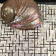 2mm Thickness Square Natural Mother of Pearl Shell Mosaic
