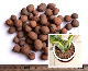 8-10mm, 8-16mm, 10-30mm Expanded Clay Pebbles Hydroton Leca for Hydroponics