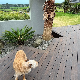  Eco-Friendly WPC Decking Bamboo Products Wholesale Flooring Outdoor Strand Woven Bamboo Decking