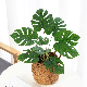 Artificial Green Plant Potted Tortoise-Back Leaf Potted Plant Wall Flower Decoration